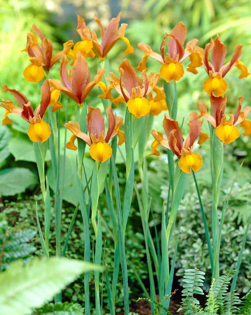 Iris hollandica Autumn Princess