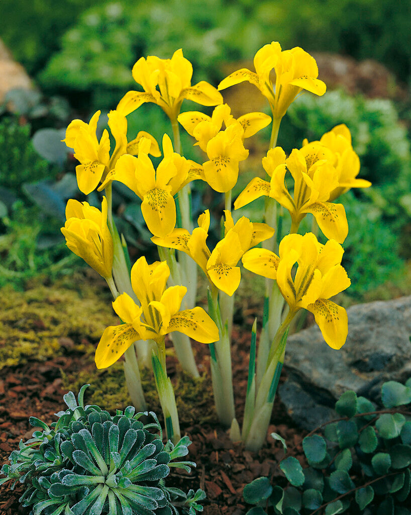 Iris Danfordiae