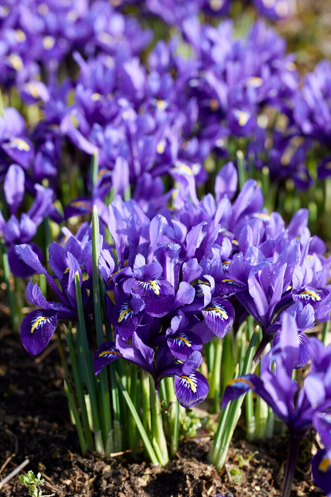 Iris reticulata Harmony