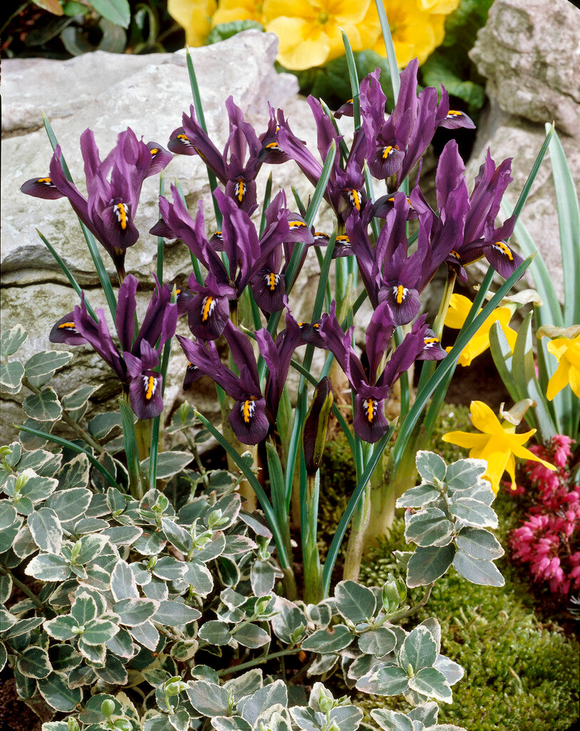 Iris reticulata J.S. Dijt