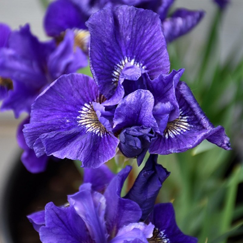 Iris Sibirica Kabluey