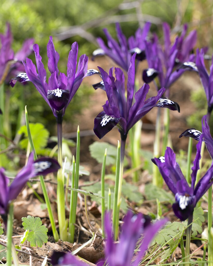 Iris reticulata Pauline