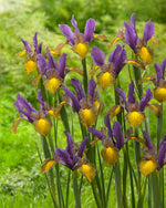 iris picasso