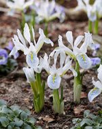 iris polar ice