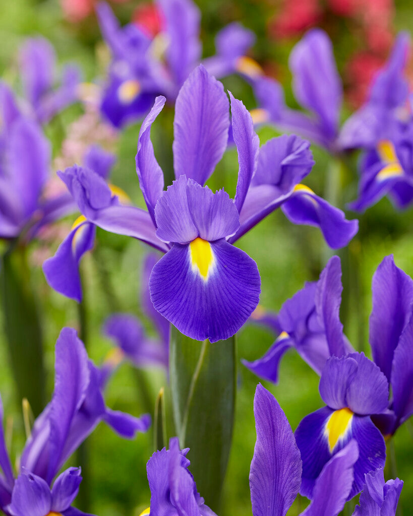Iris hollandica Valentine
