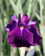 Iris Ensata Variegata