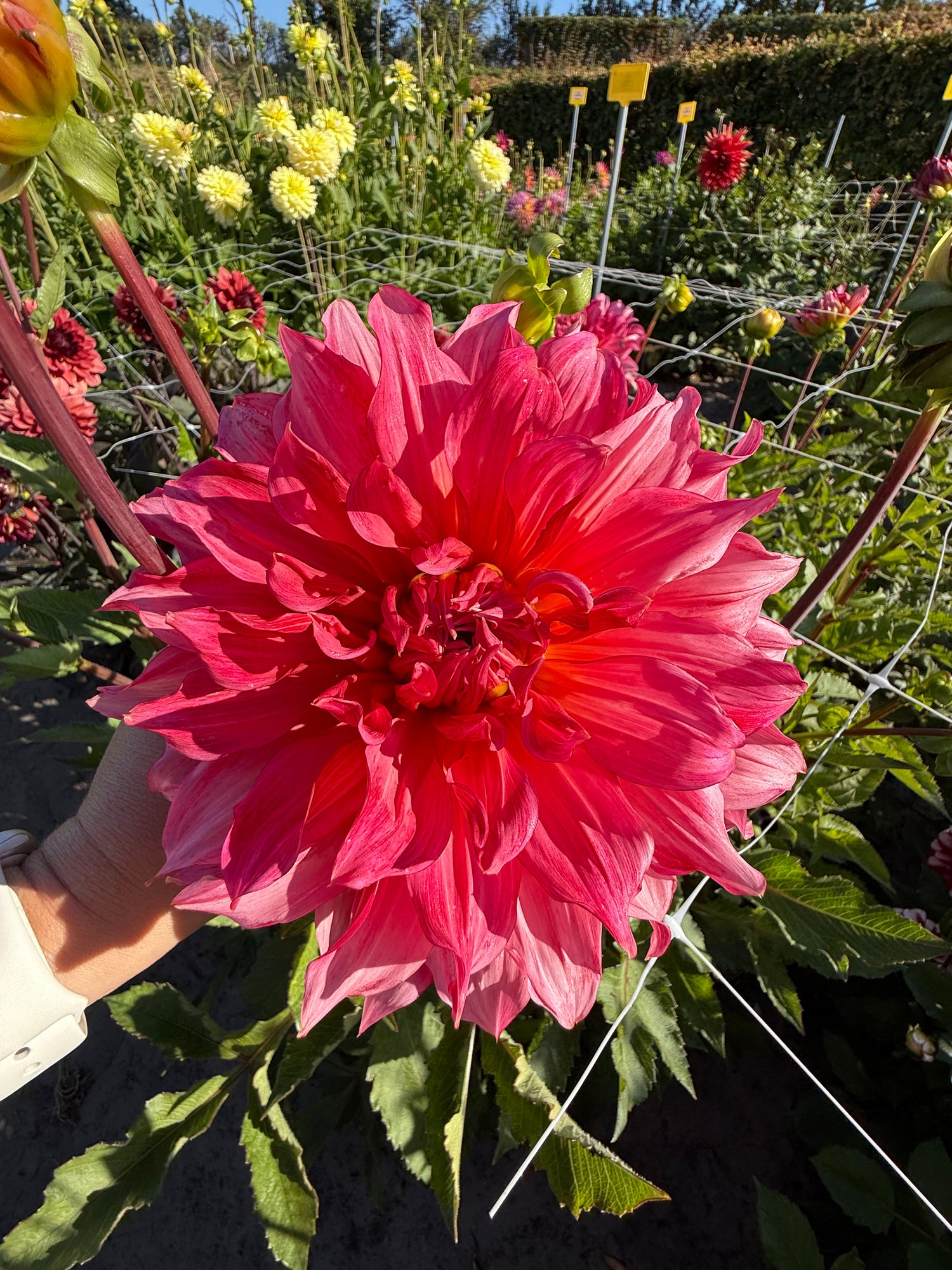 Dahlia Islander