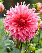 Dahlia Islander