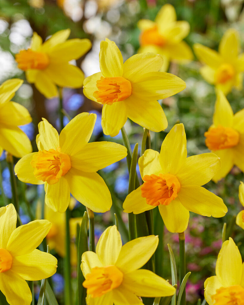 Narcissus Itzim
