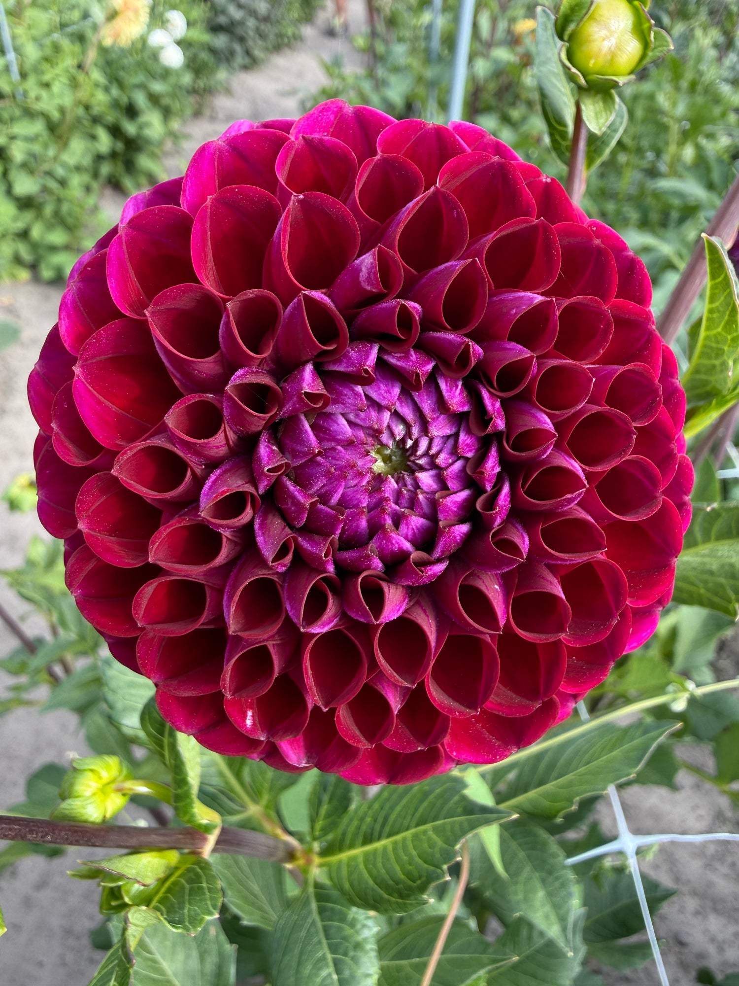 Dahlia Ivanetti