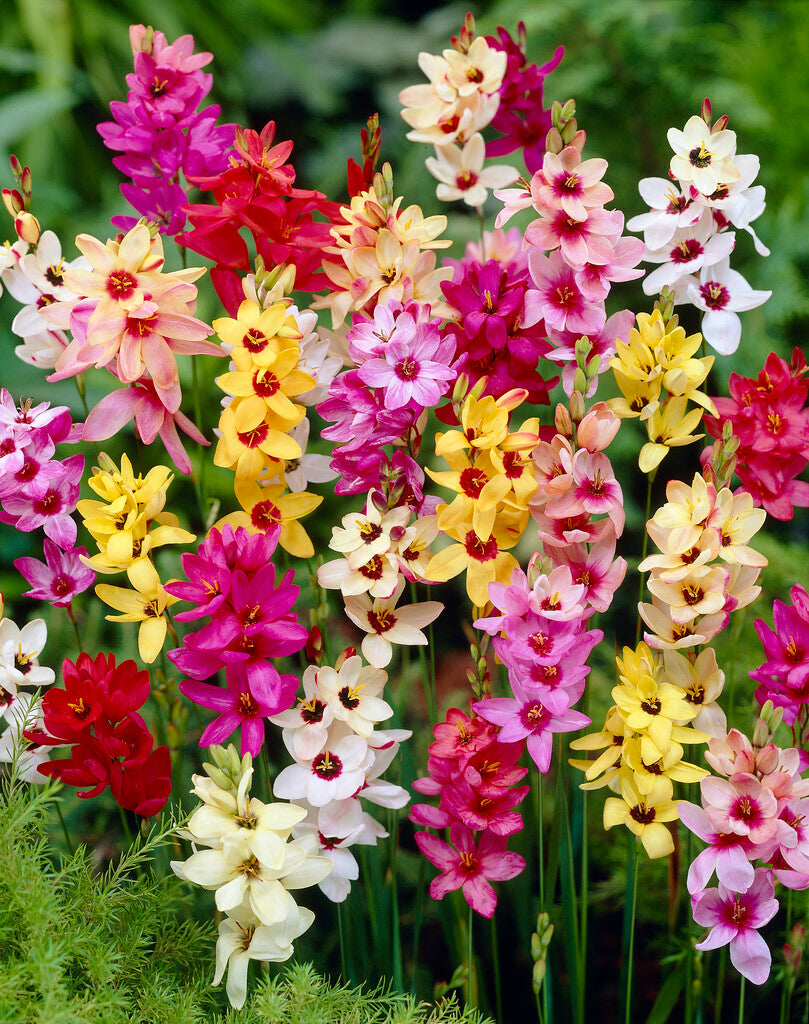 Ixia-Mix