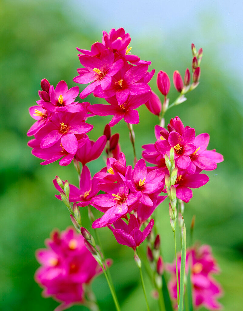 Ixia Venus