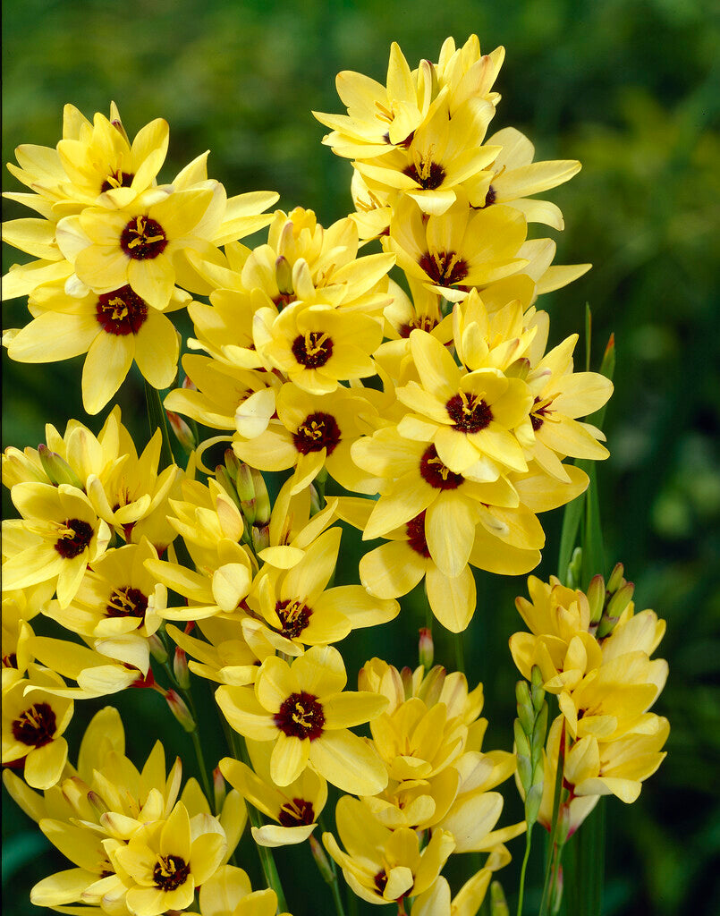 Ixia Yellow Emperor