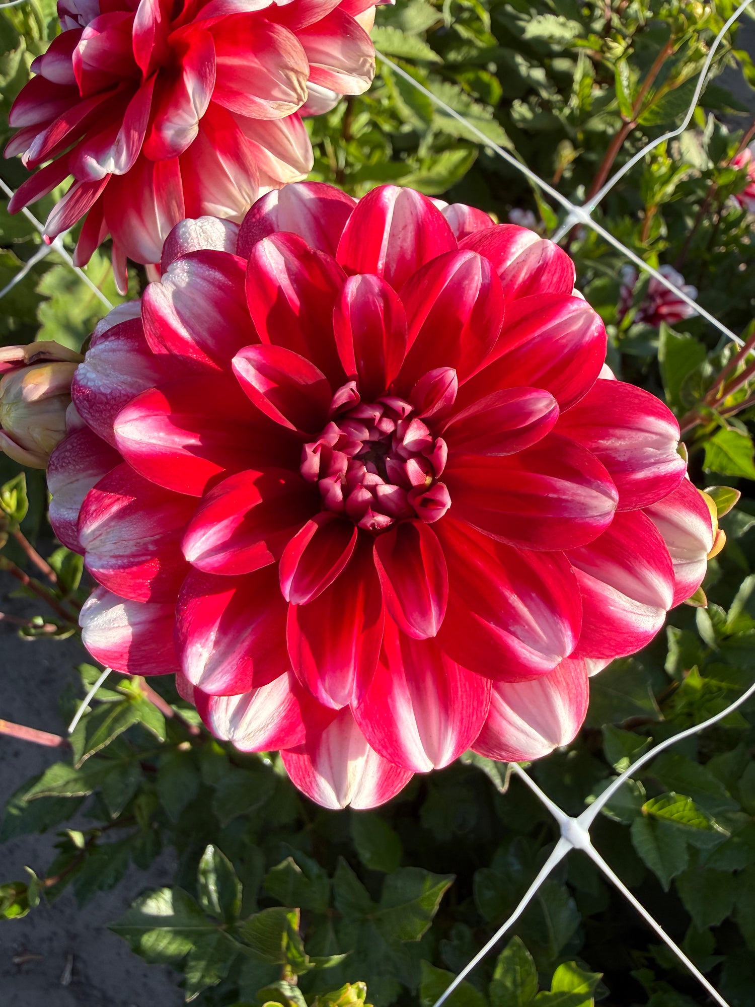 Dahlia Jamaica
