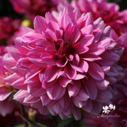 Dahlia Jan Vanderzijden