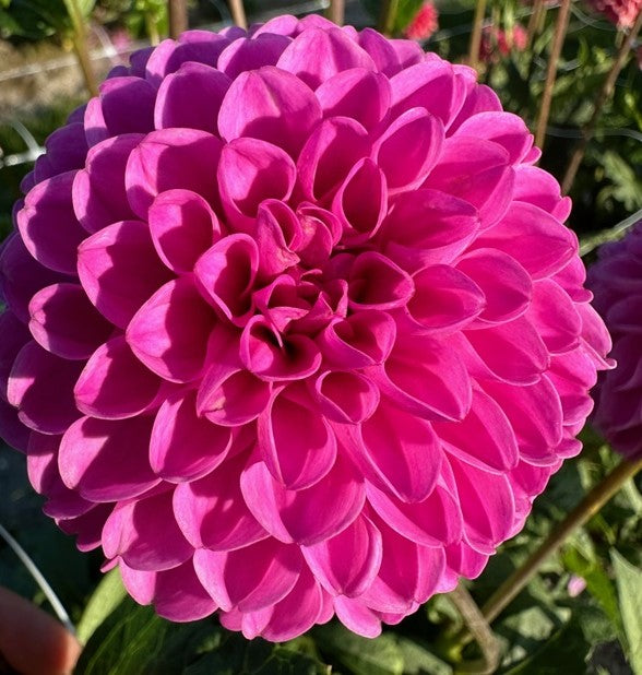 Dahlia Jan van Schaffelaar