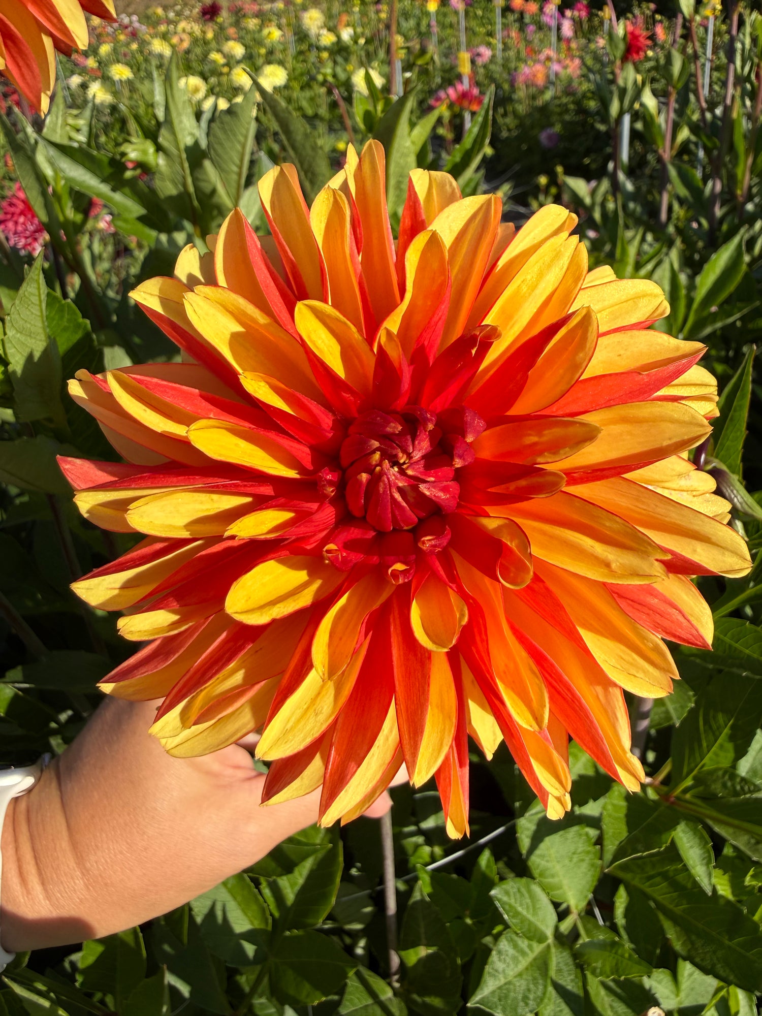 Dahlia Japlou