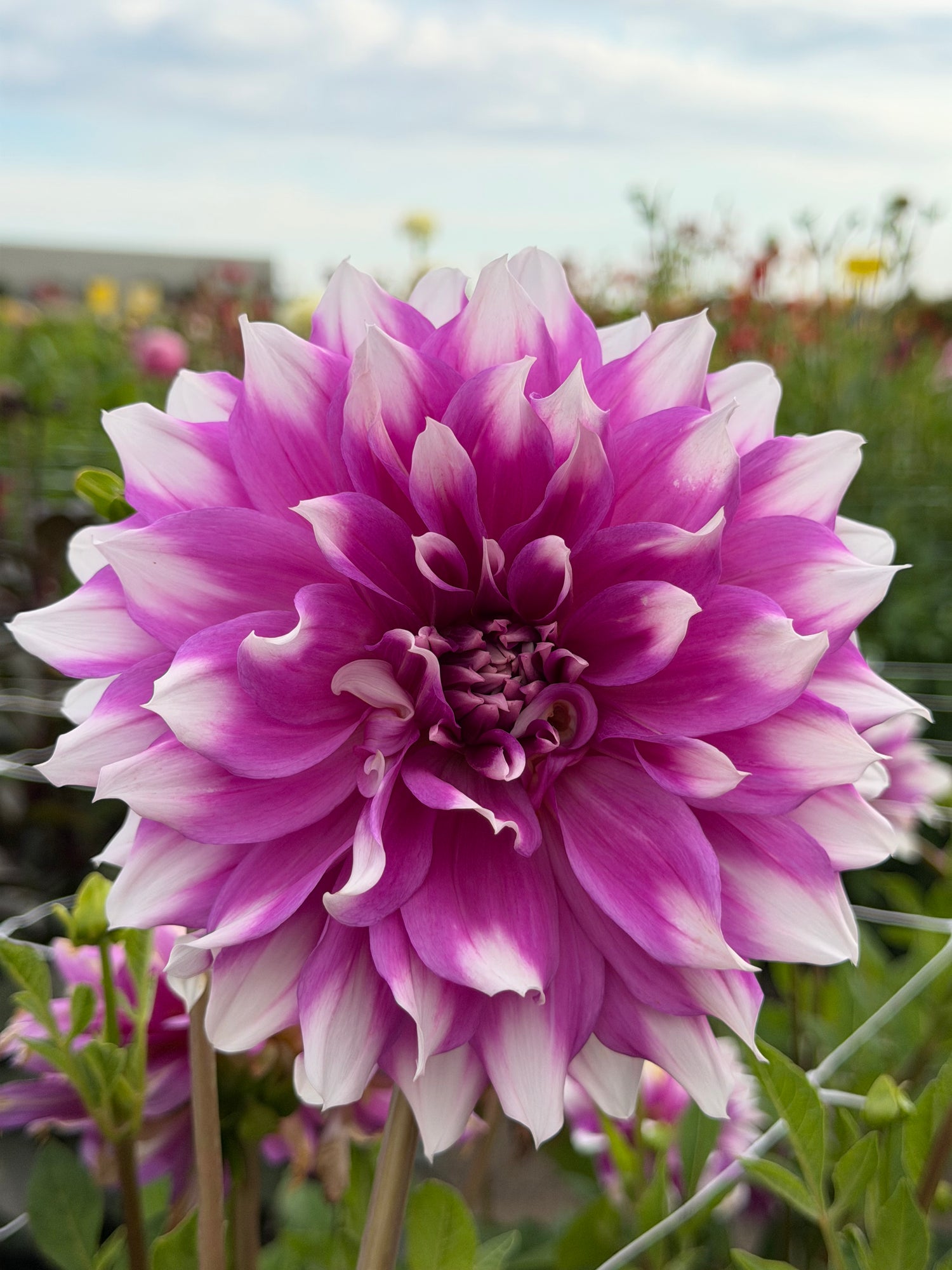 Dahlia Jean Marie