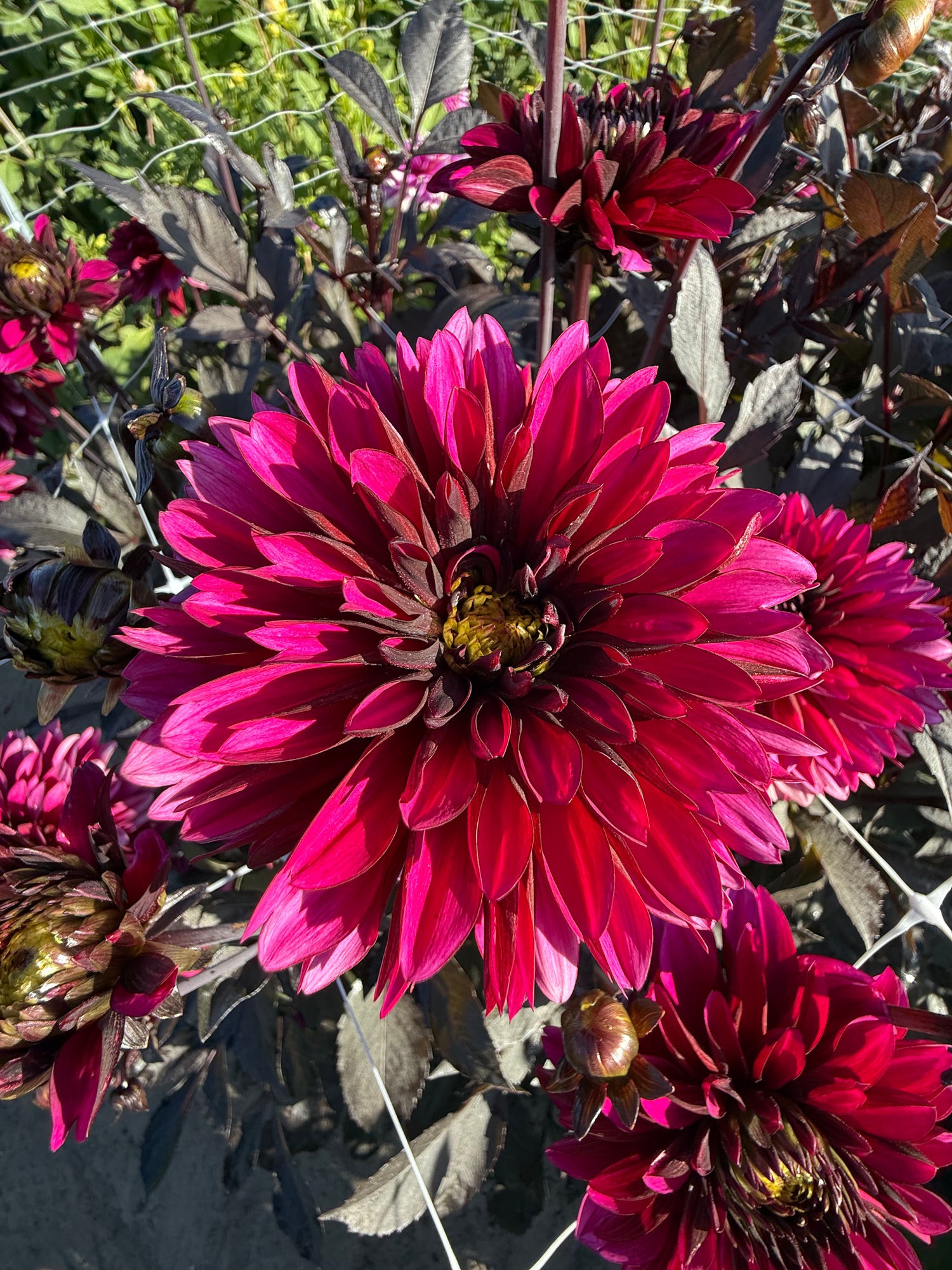 Dahlia Jennifer Mary Ellen