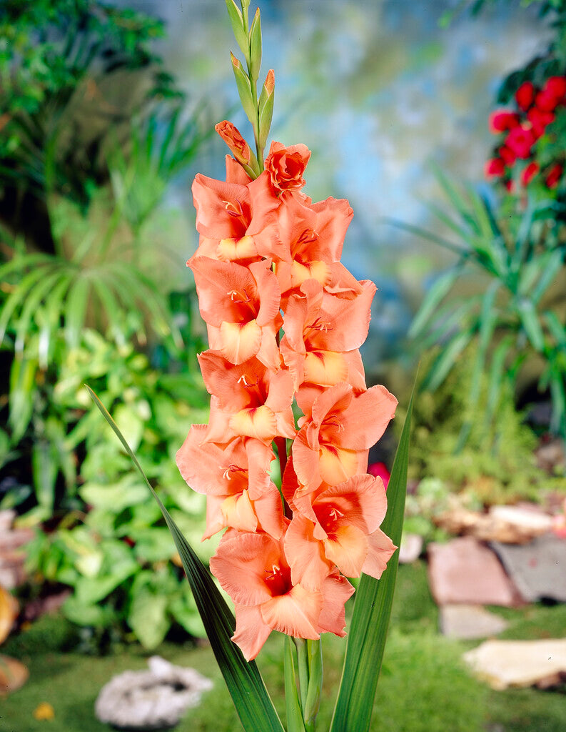 Gladiolus Jessica