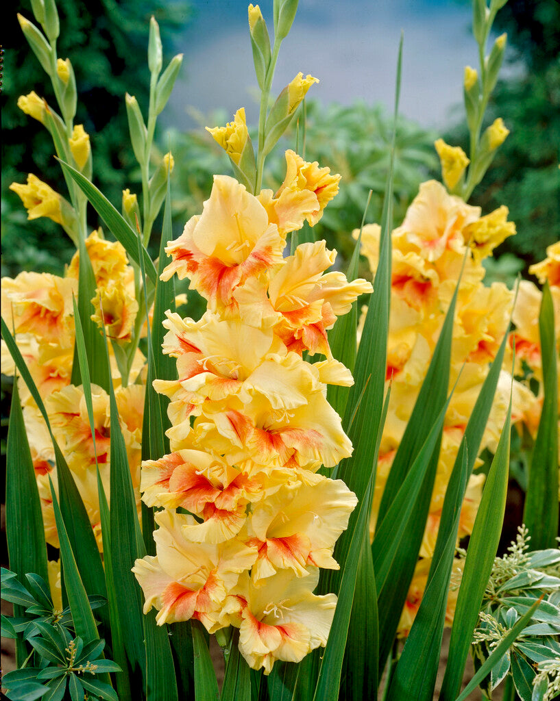 Gladiolus Jester
