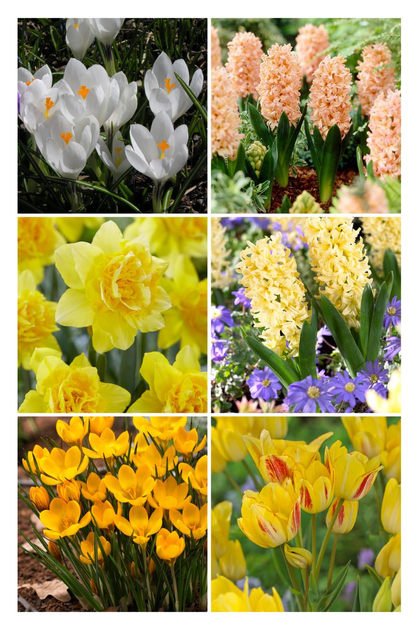 Jip mix for multi-storey planting
