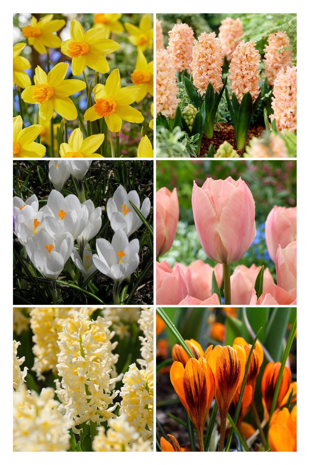 Jip mix voor etage beplanting