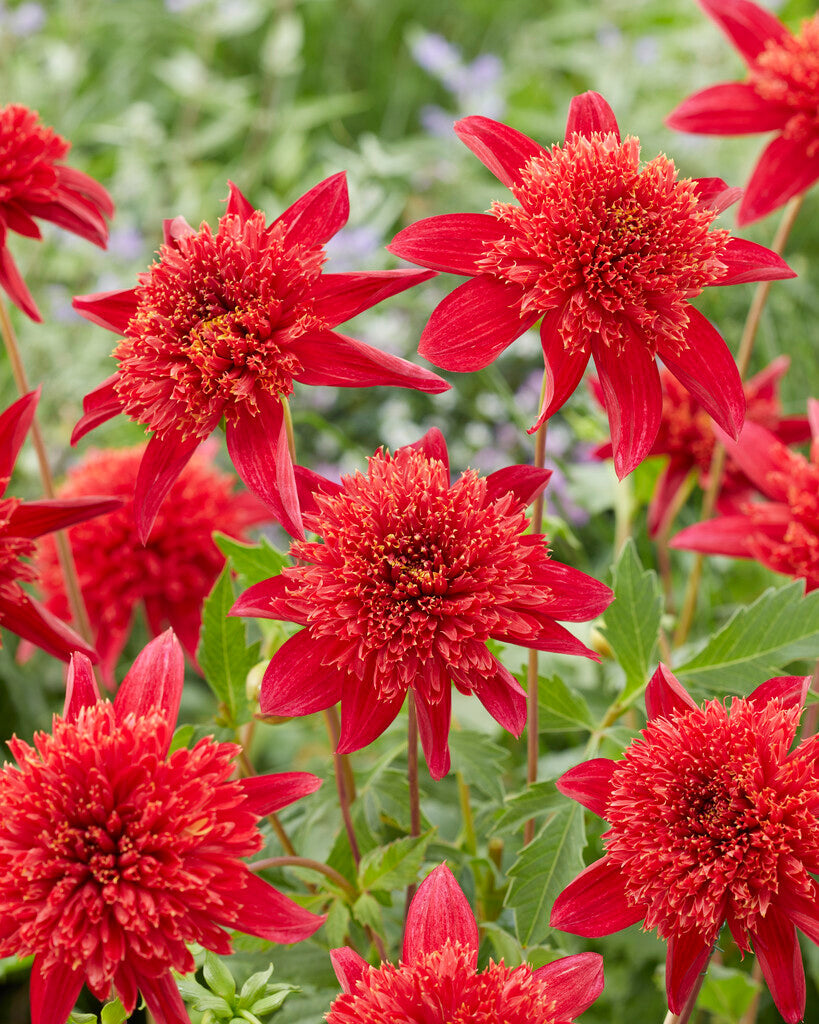 Dahlia Jive