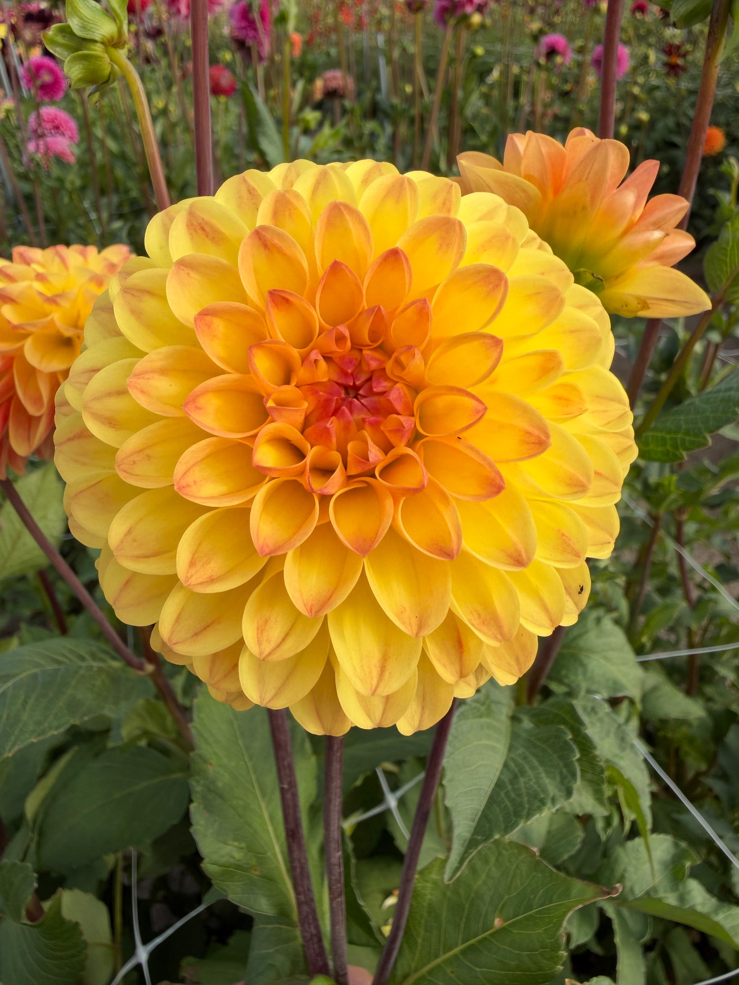 Dahlia Jowey Chantal