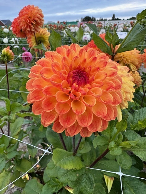 Dahlia Jowey Chantal