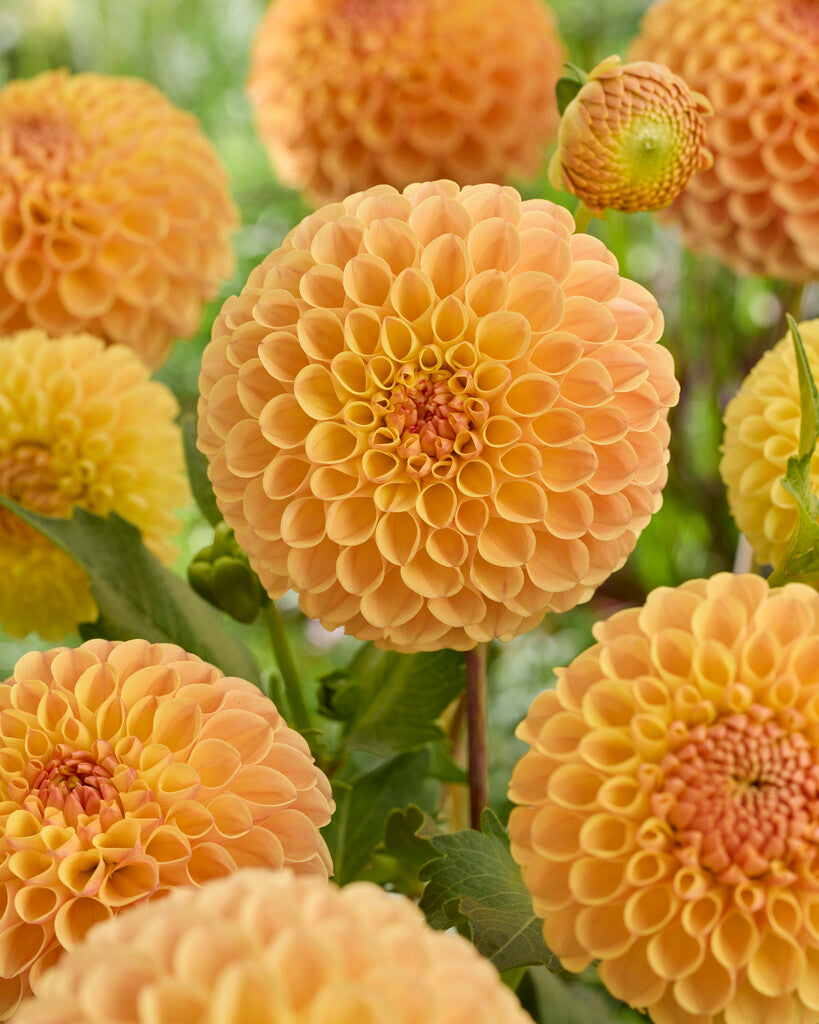 Dahlia Jowey Chris