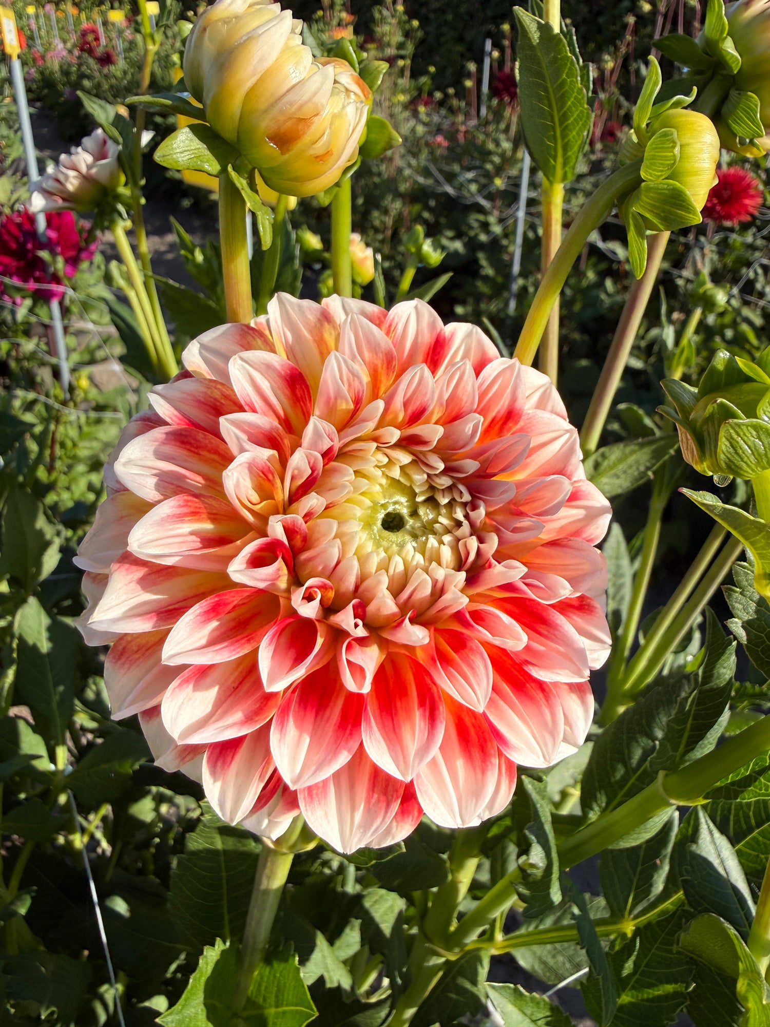 Dahlia Jowey Fantasy