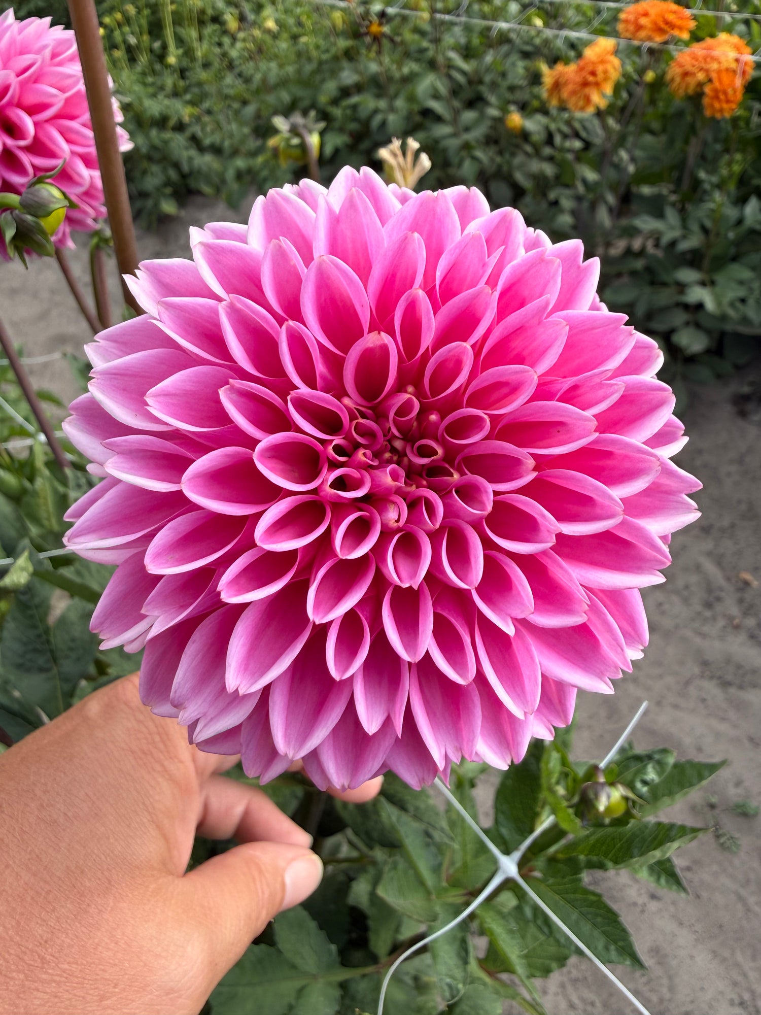 Dahlia Jowey Frambo