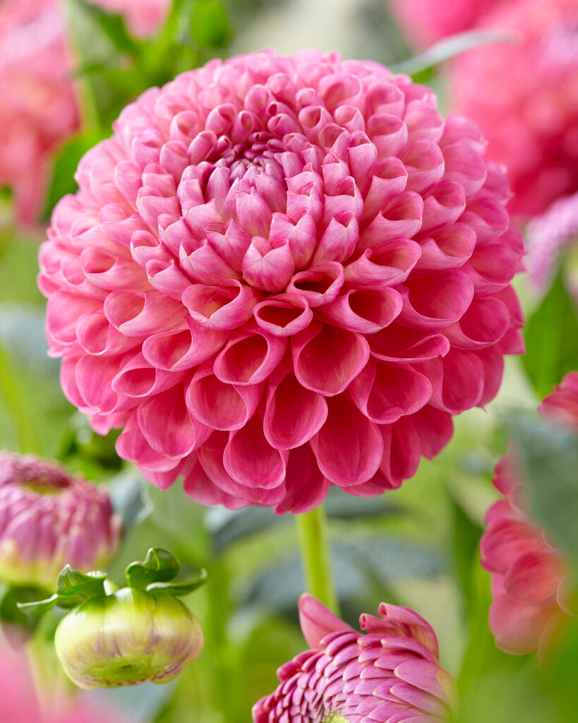 Dahlia Jowey Frambo