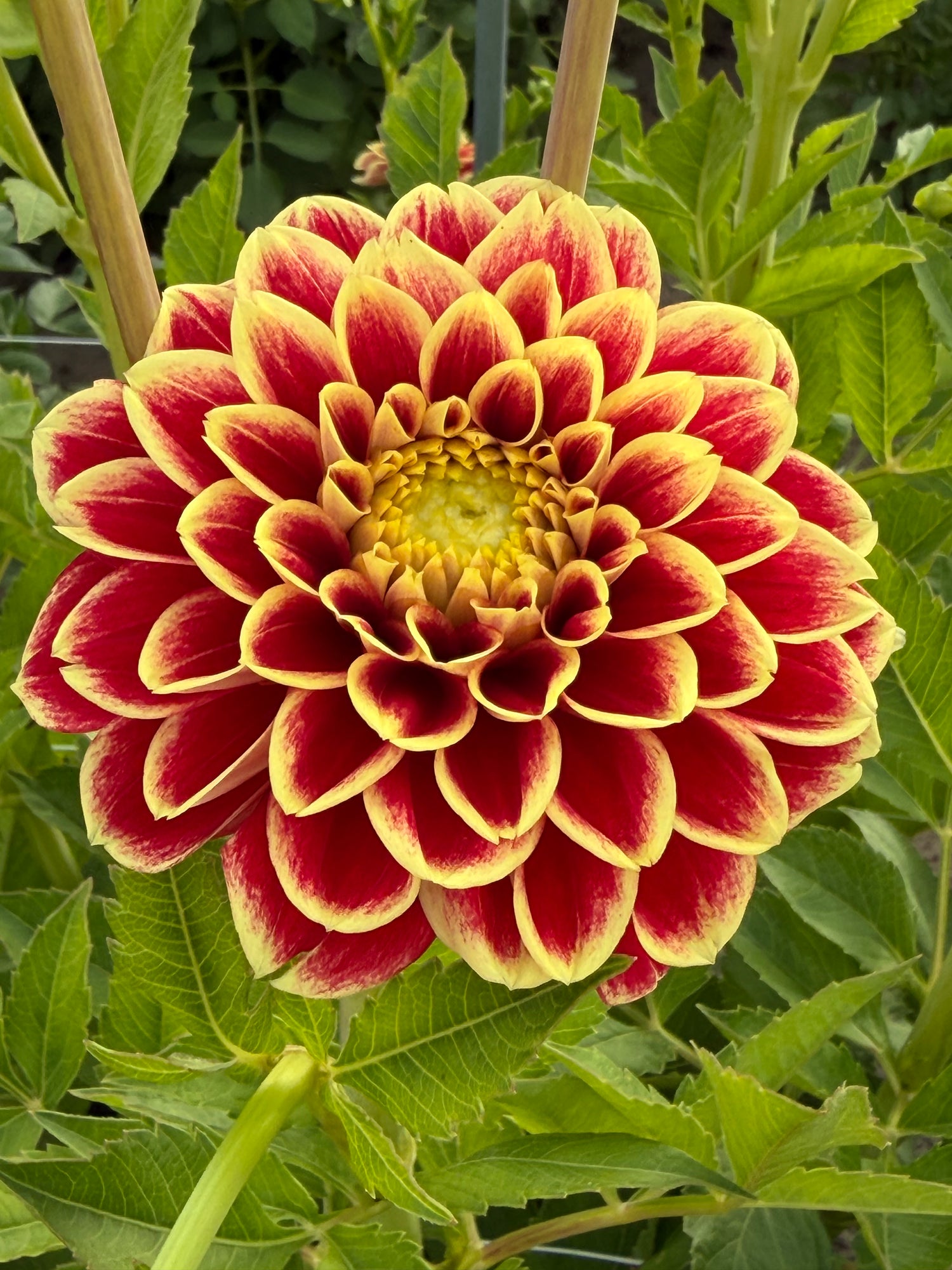 Dahlia Jowey Hubert