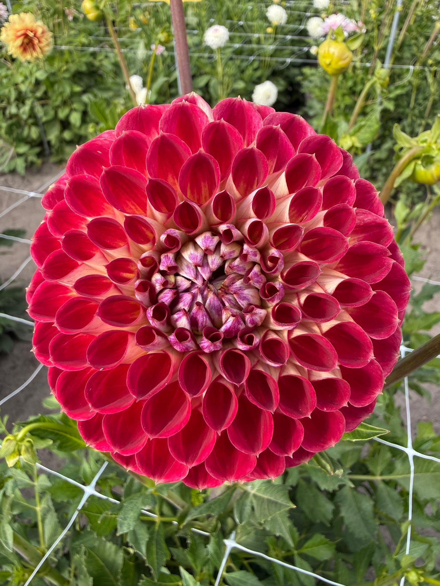 Dahlia Jowey Joshua