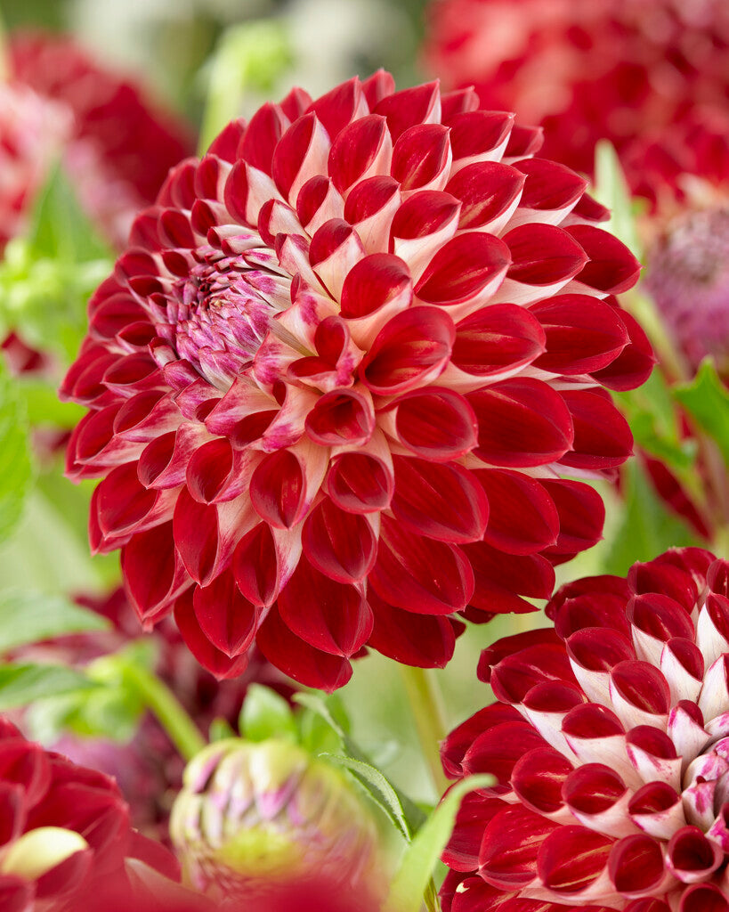 Dahlia Jowey Joshua
