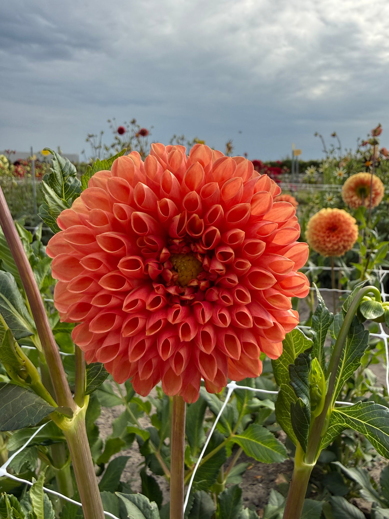 Dahlia Jowey Linda