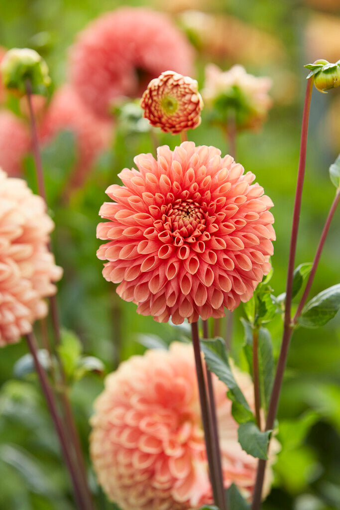 Dahlia Jowey Linda