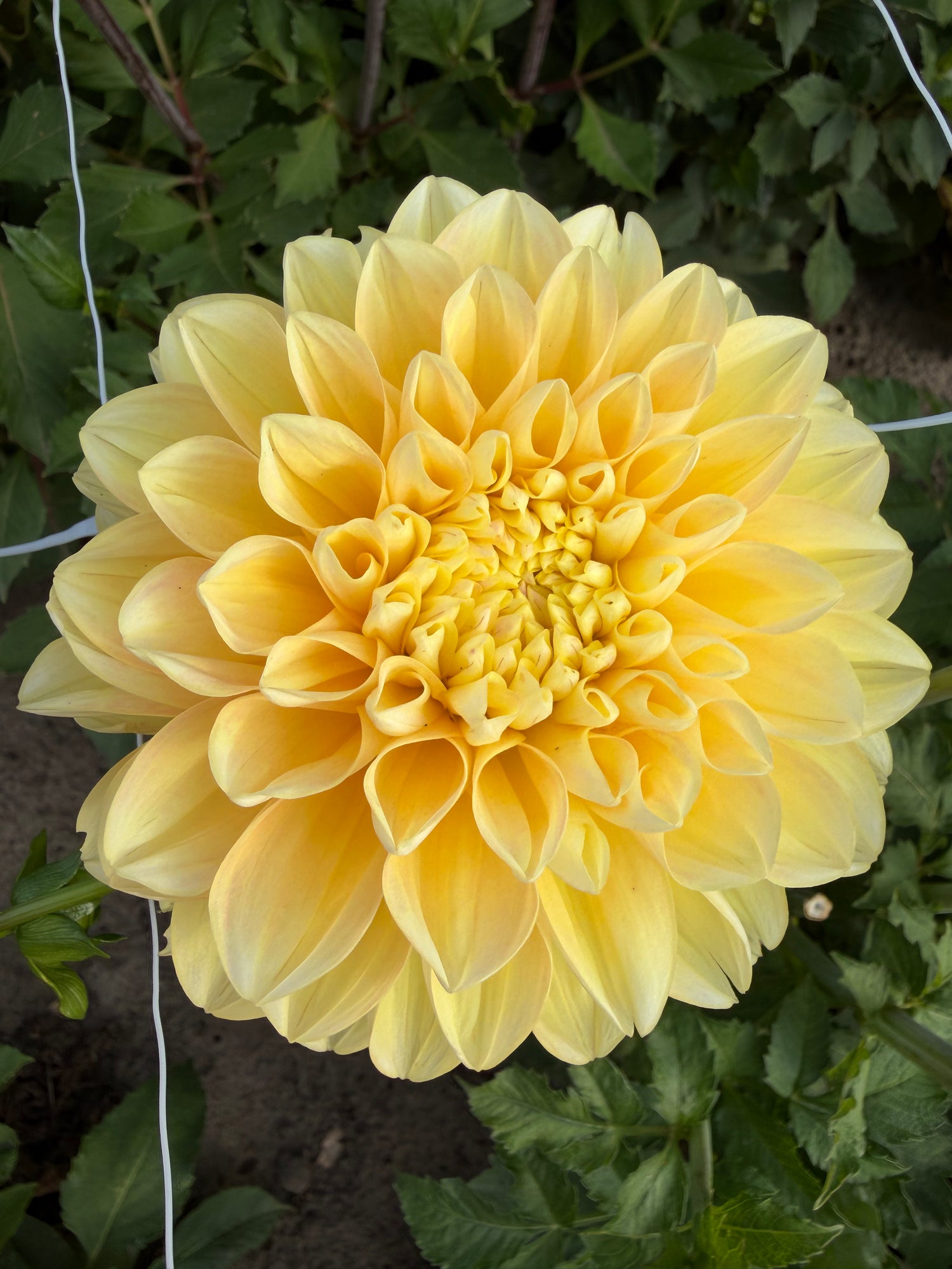 Dahlia Jowey Martina
