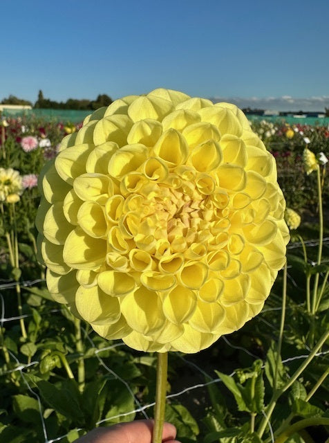 Dahlia Jowey Martina