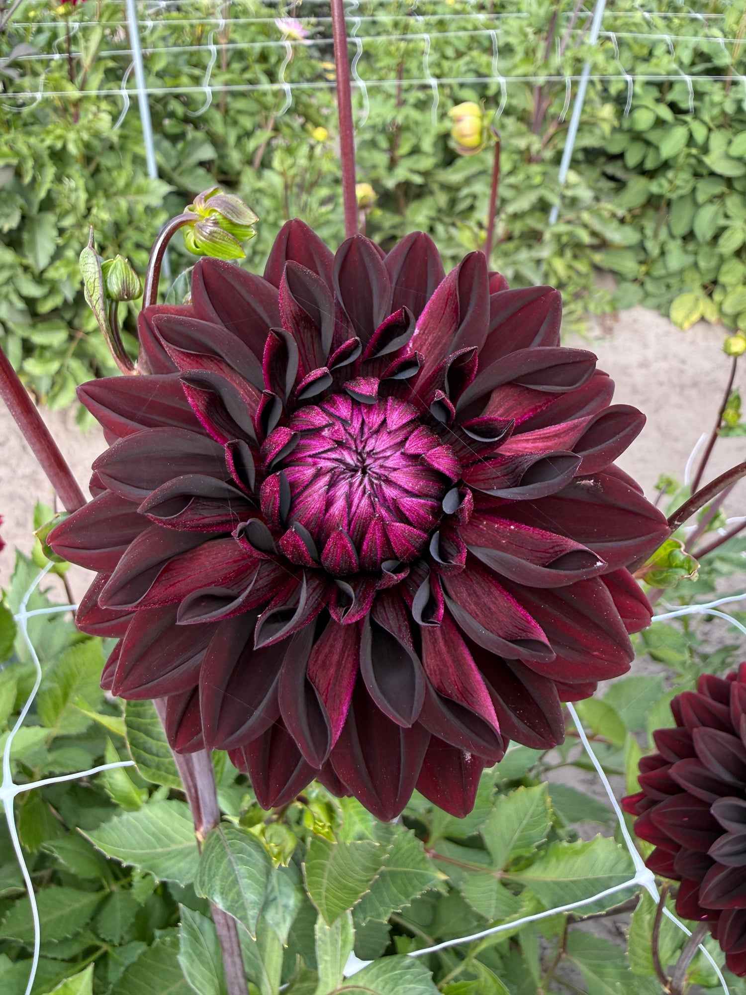 Dahlia Jowey Midnight