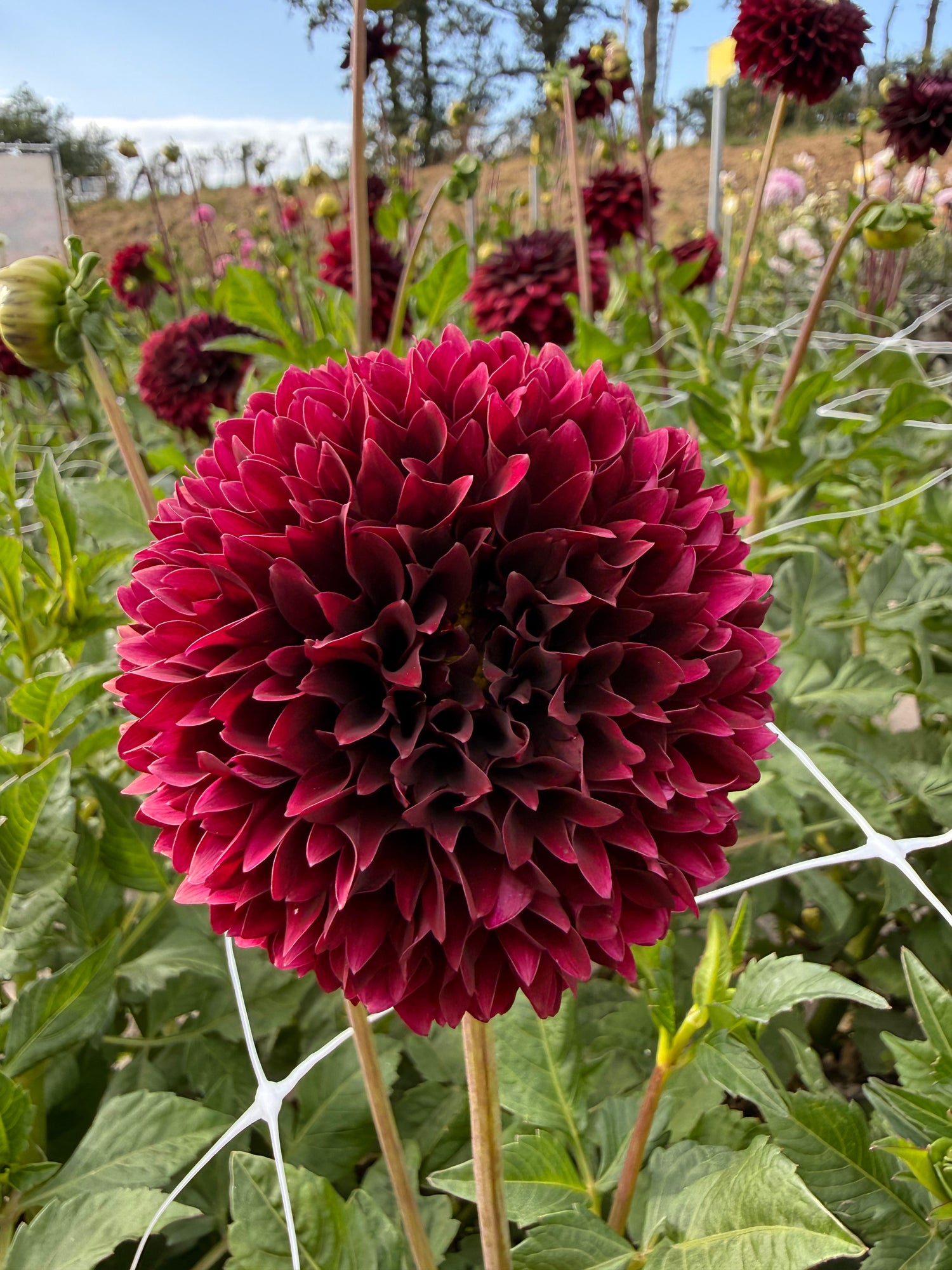 Dahlia Jowey Mirella