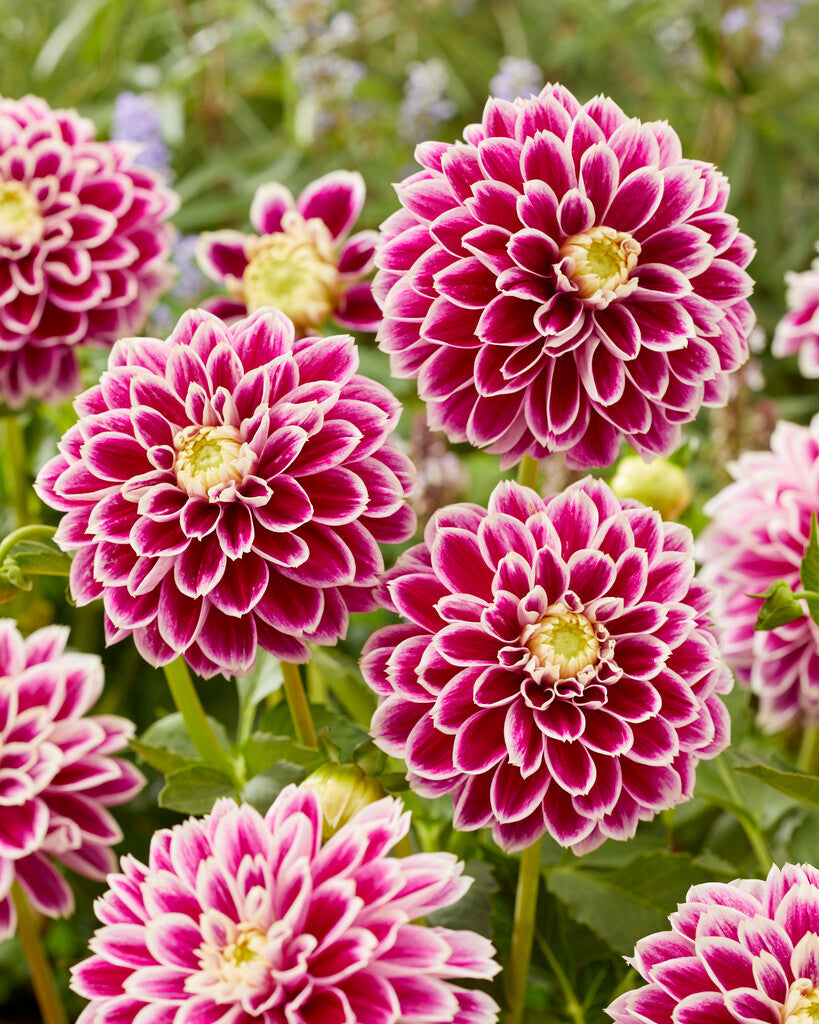 Dahlia Jowey Paradise