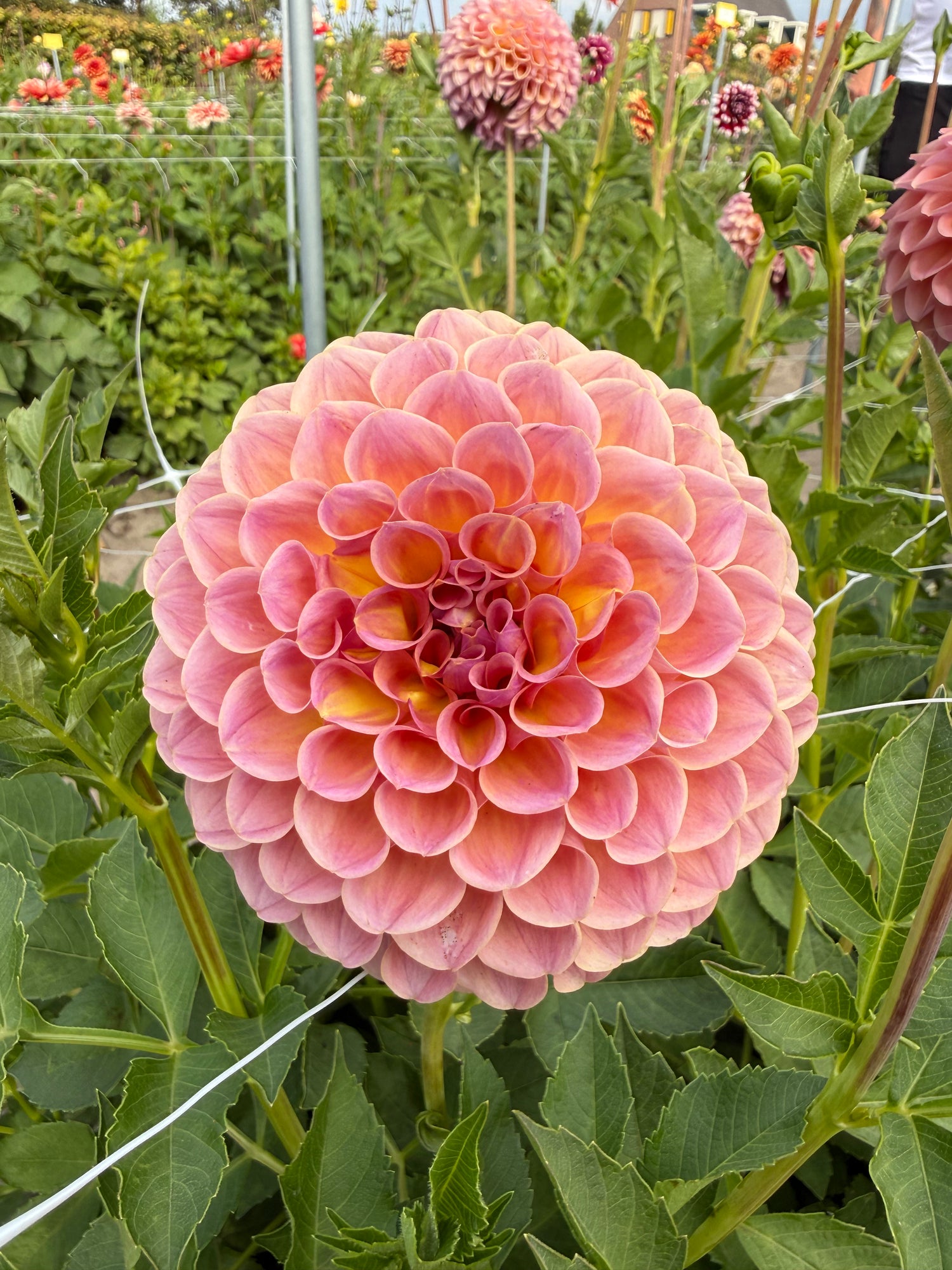 Dahlia Jowey Winnie