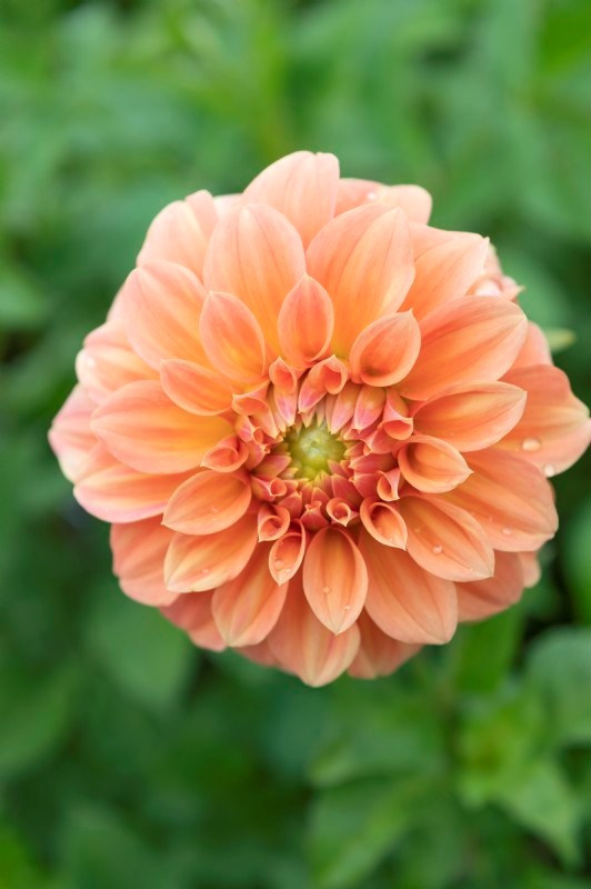 Dahlia Jowey Angie