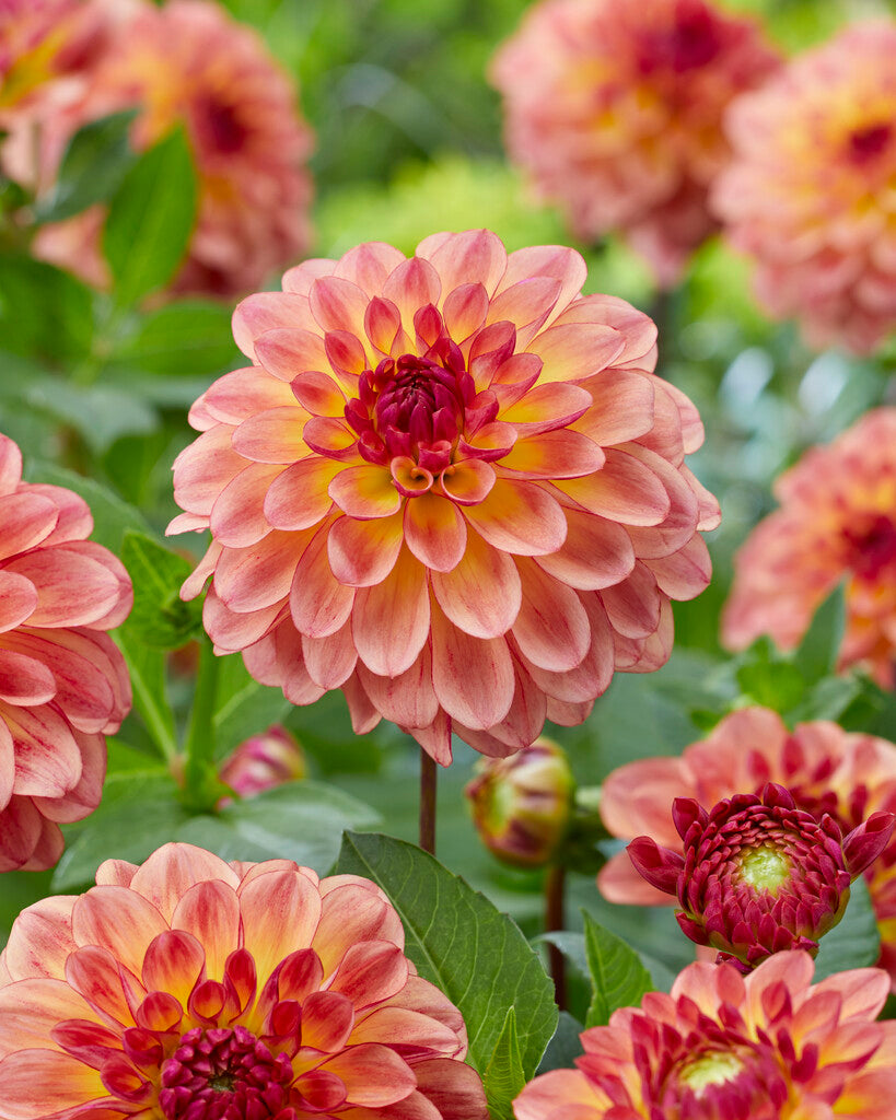 Dahlia Jowey Julie