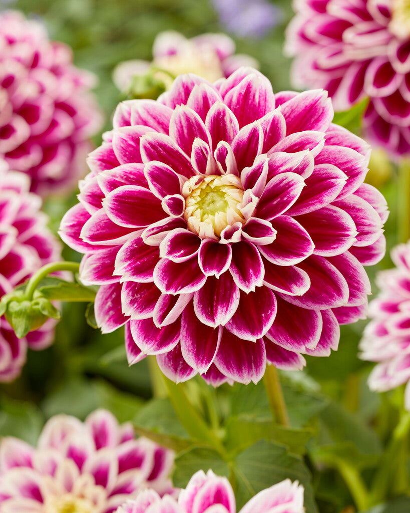Dahlia Jowey Paradise