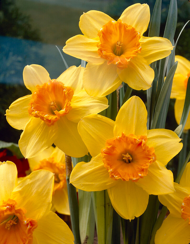 Narcissus Juanita