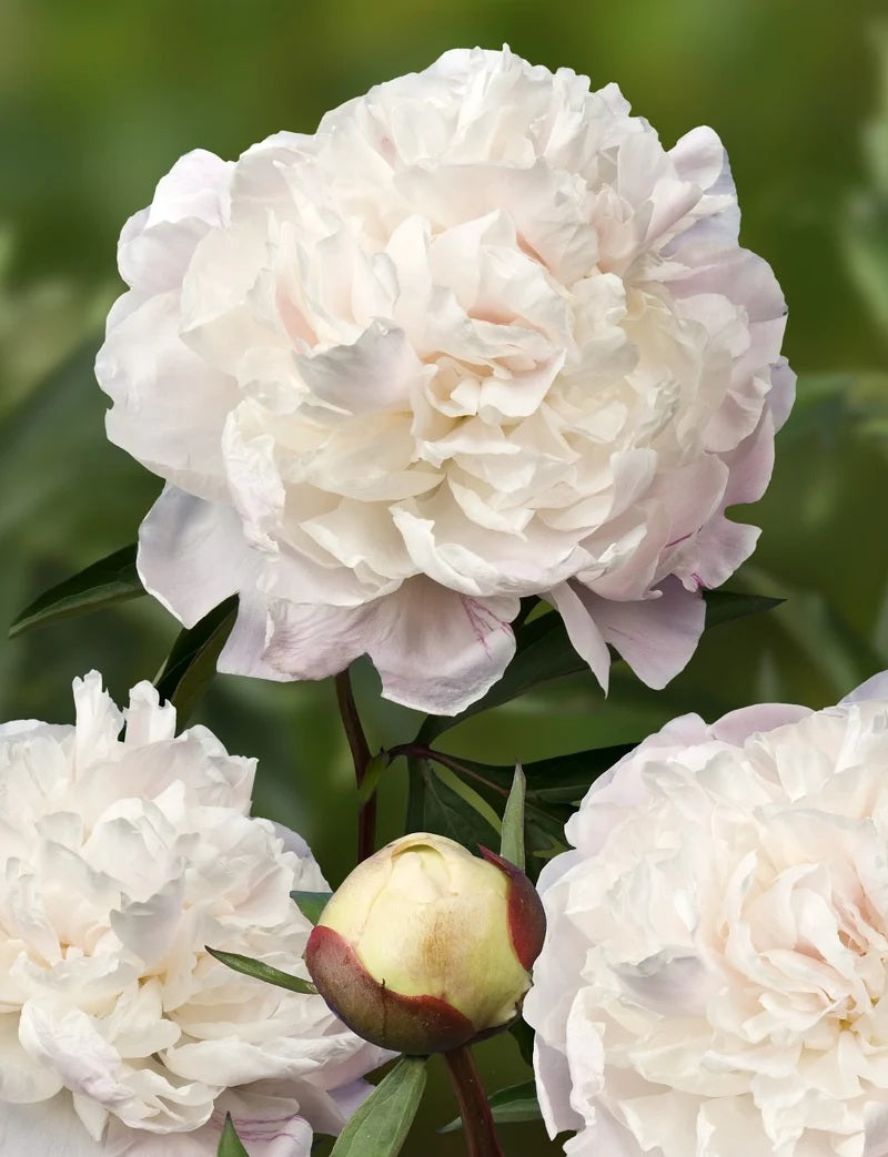 Paeonia Jubilee